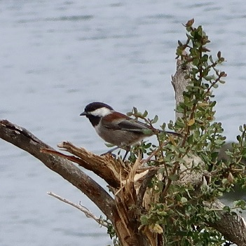 Chestnut-backed Chickadee